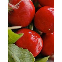 Distribuidora Magna - Rabanito Cherry Belle