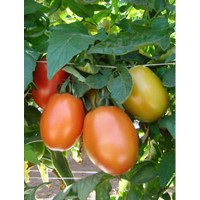 Distribuidora Magna - Tomate Hibrido DRD8551