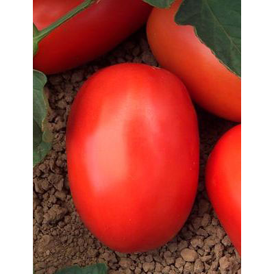 Distribuidora Magna - Tomate Híbrido Dominator